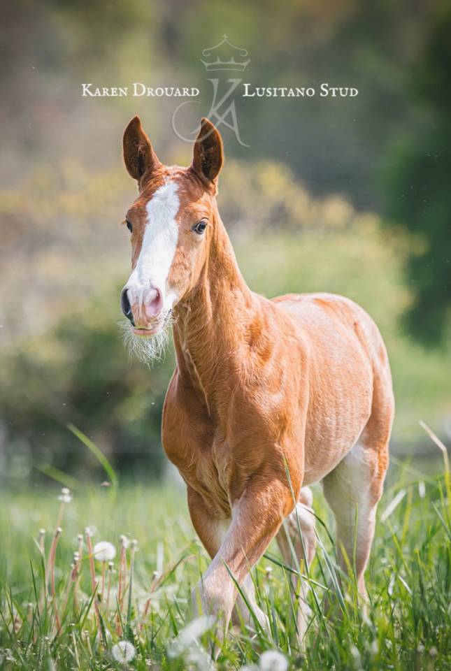 Colt Lusitano For sale 2023 Chesnut