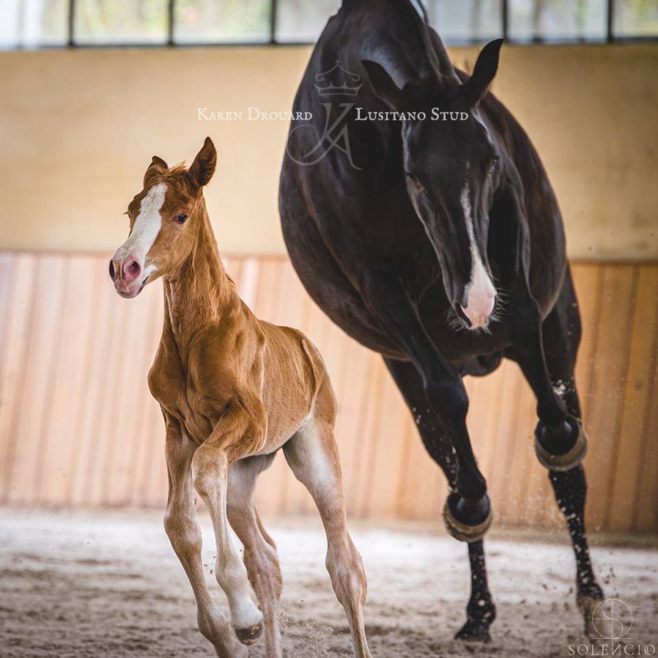 Colt Lusitano For sale 2023 Chesnut