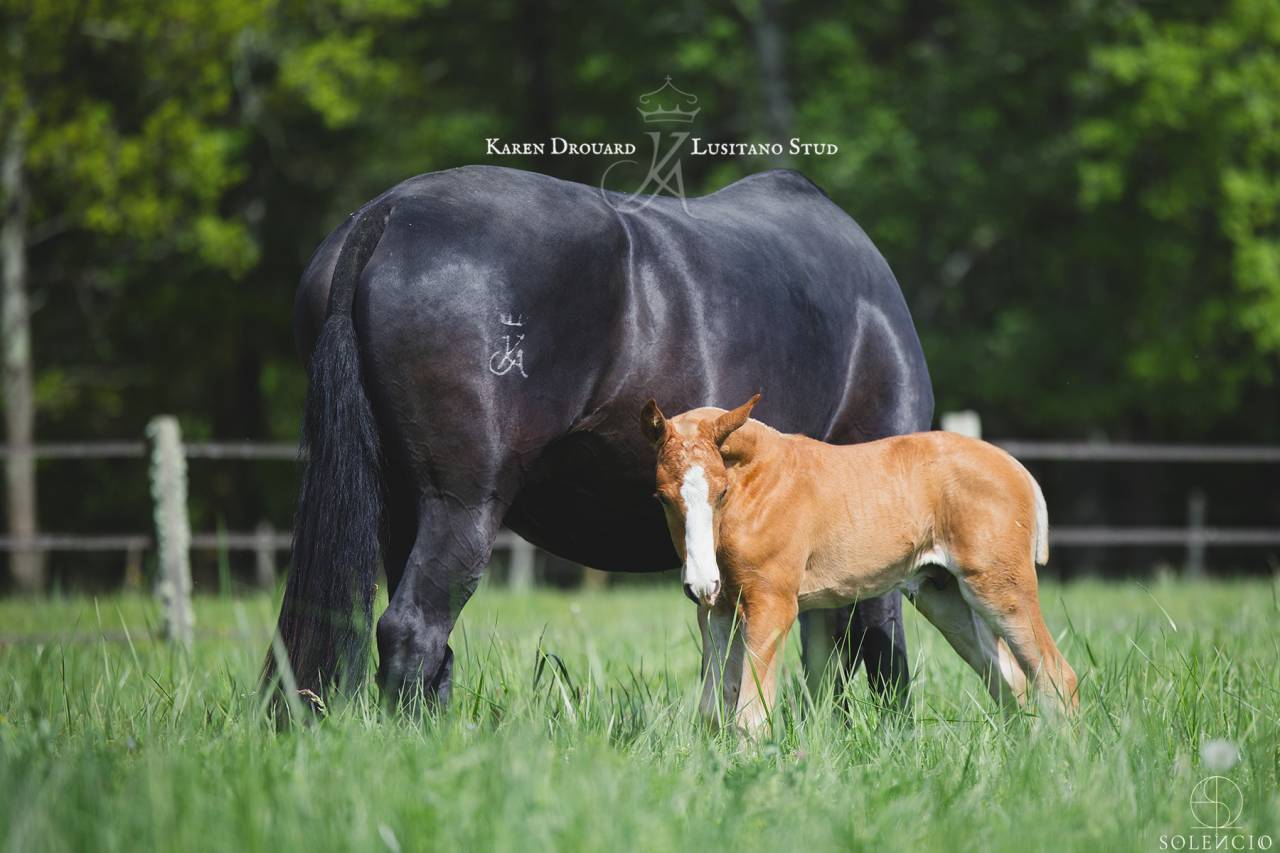 Colt Lusitano For sale 2023 Chesnut