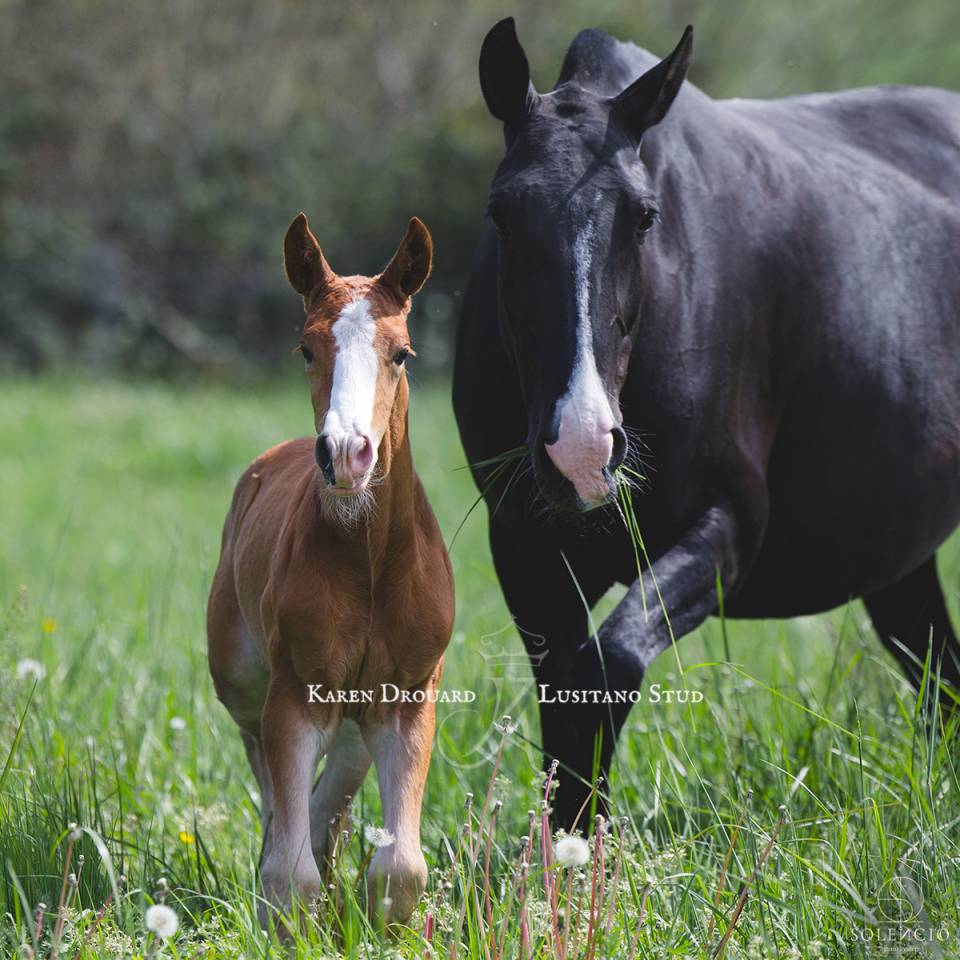 Colt Lusitano For sale 2023 Chesnut