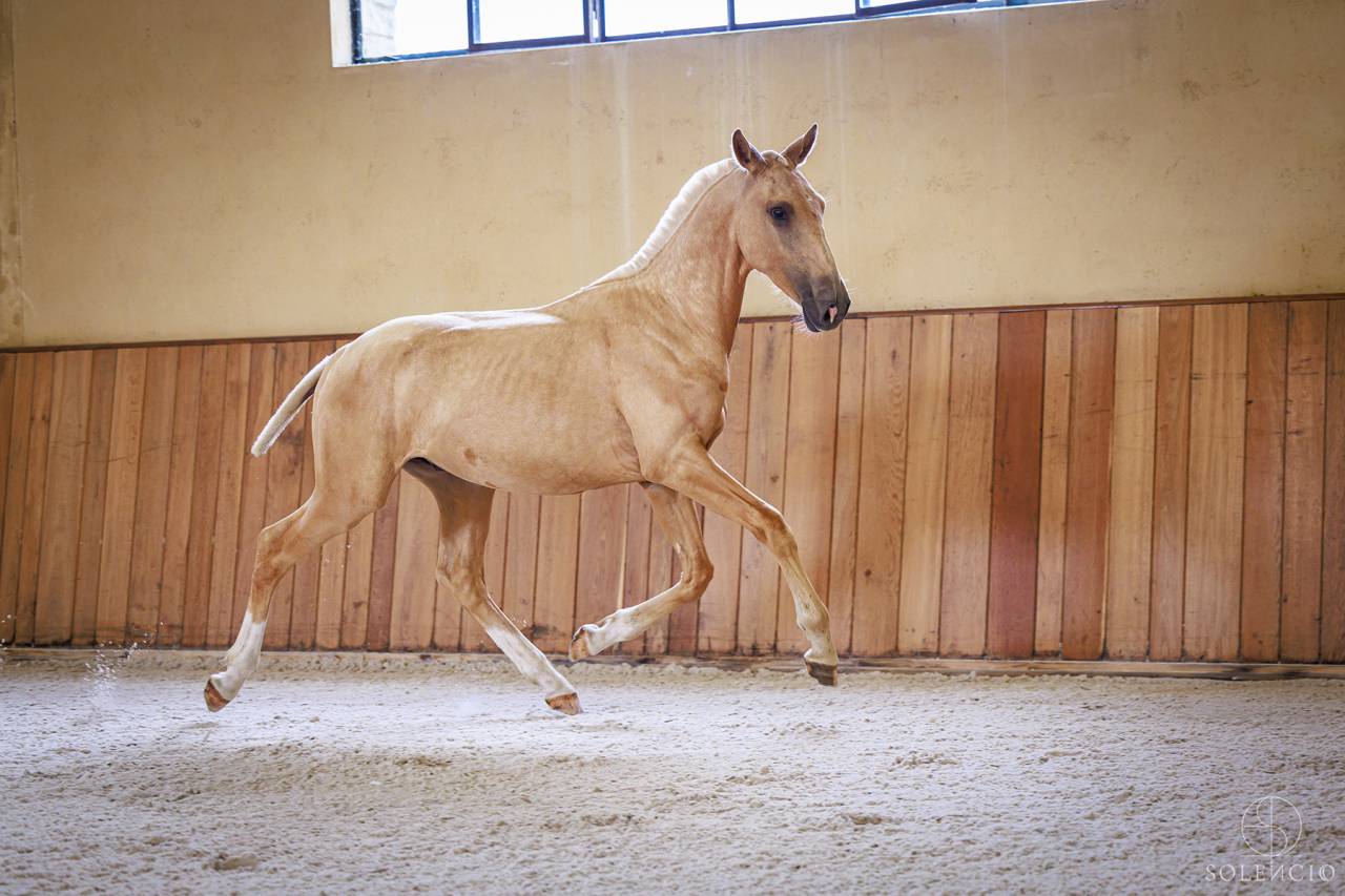Colt Lusitano For sale 2023 Palomino