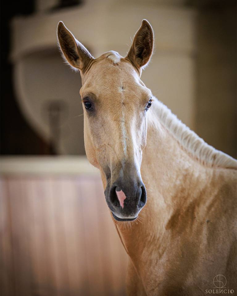 Colt Lusitano For sale 2023 Palomino