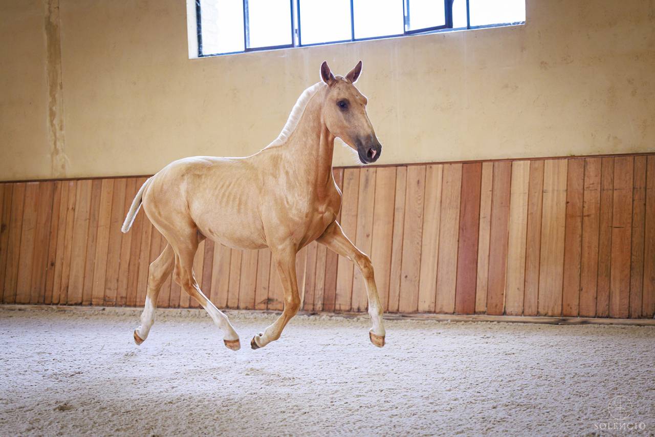 Colt Lusitano For sale 2023 Palomino