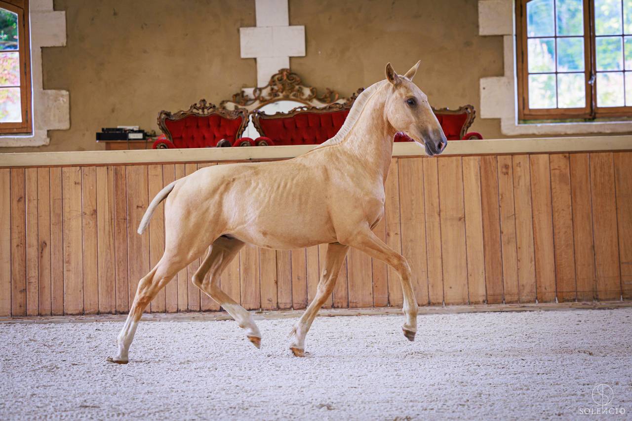 Colt Lusitano For sale 2023 Palomino