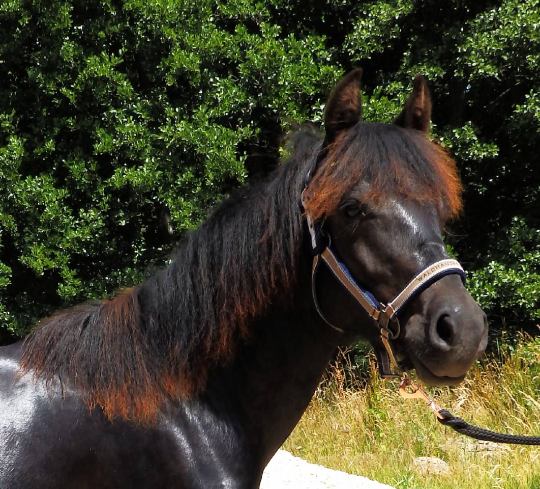 Gelding Pottok  For sale 2024 Black