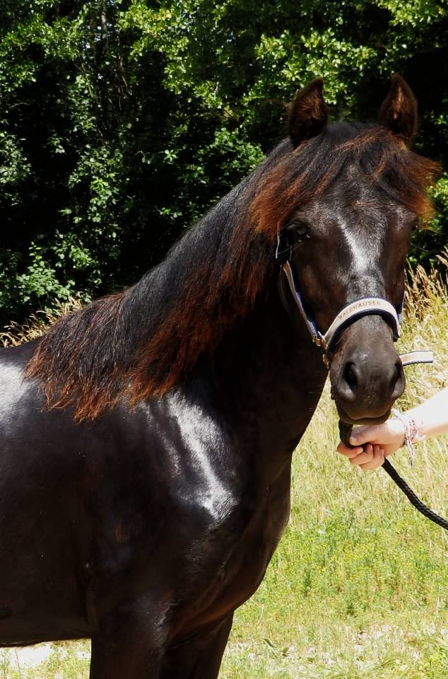 Gelding Pottok  For sale 2024 Black