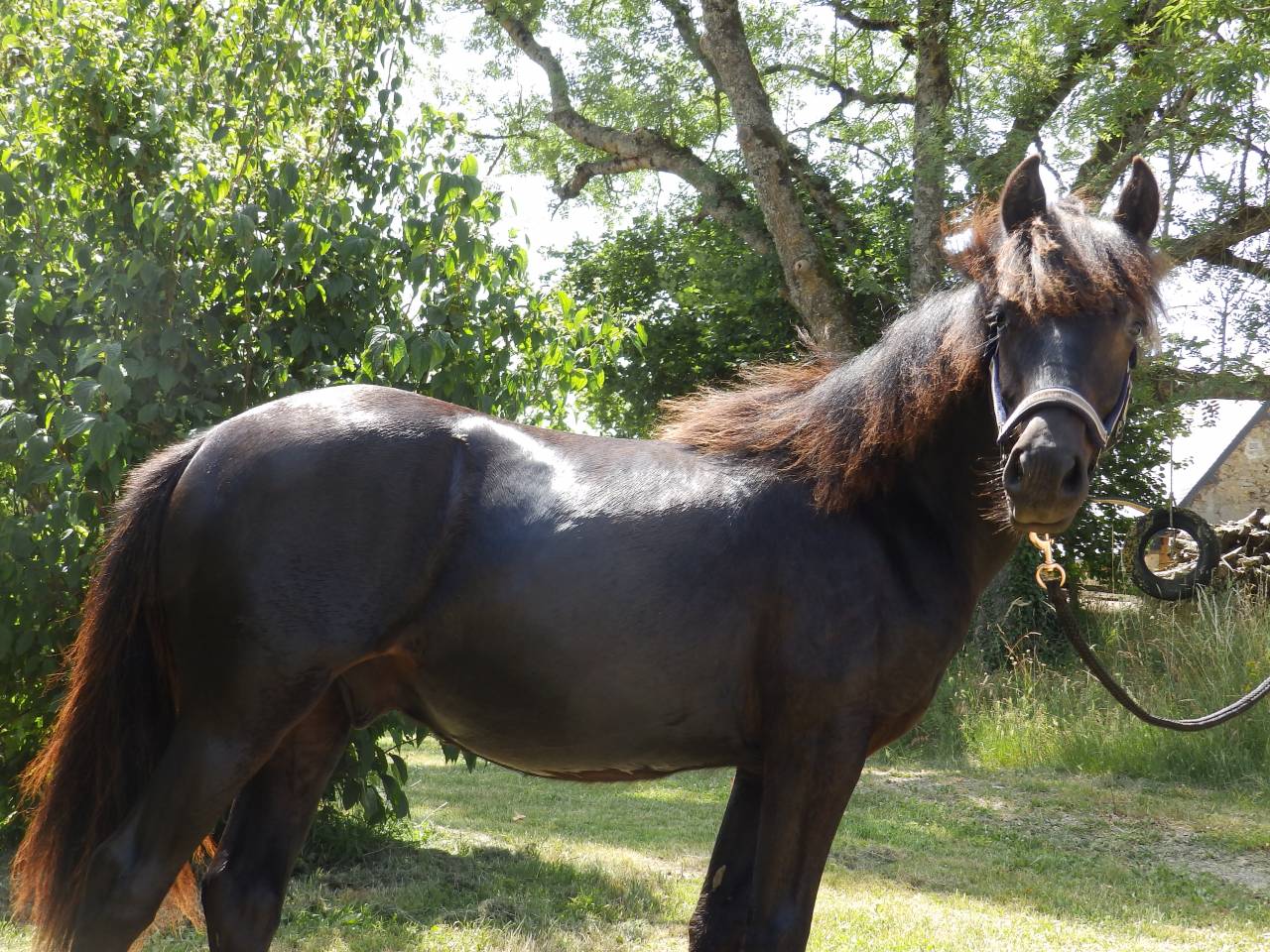 Gelding Pottok  For sale 2024 Black