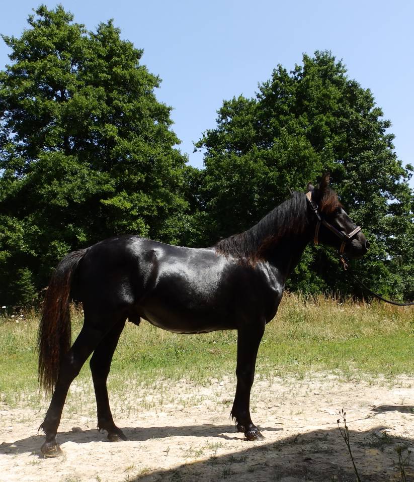 Gelding Pottok  For sale 2024 Black