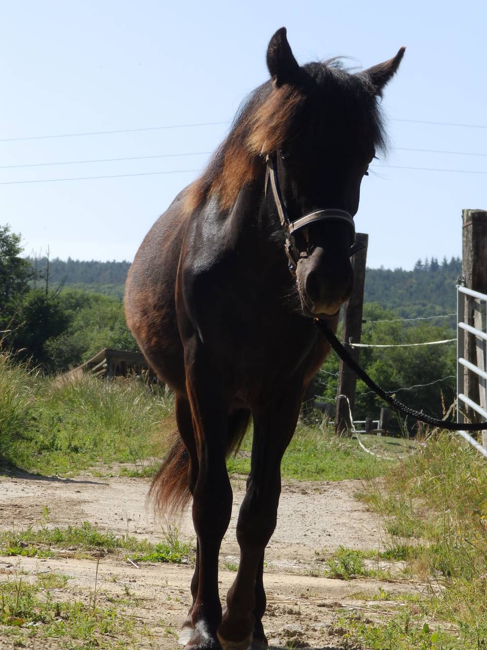 Gelding Pottok  For sale 2024 Black