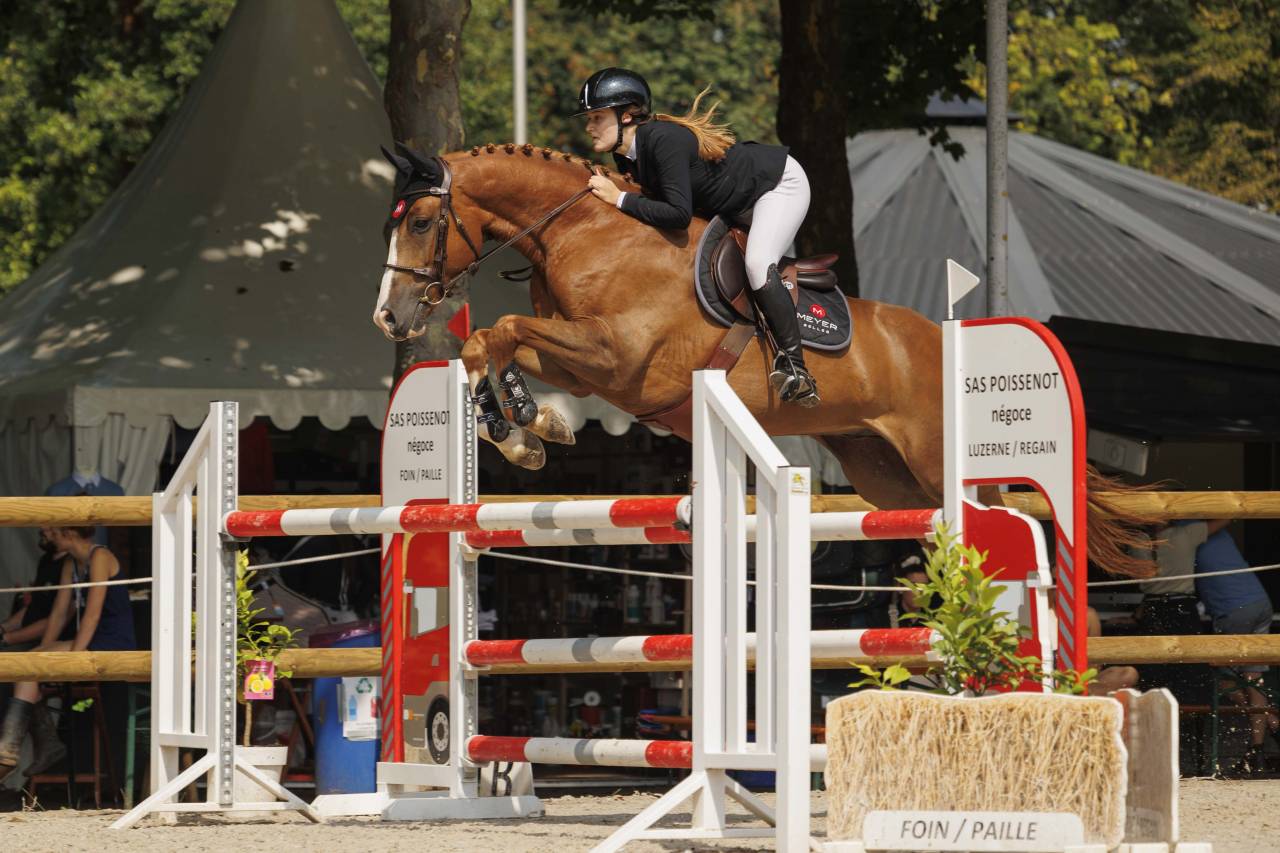 Gelding Selle Français For sale 2016 Chesnut