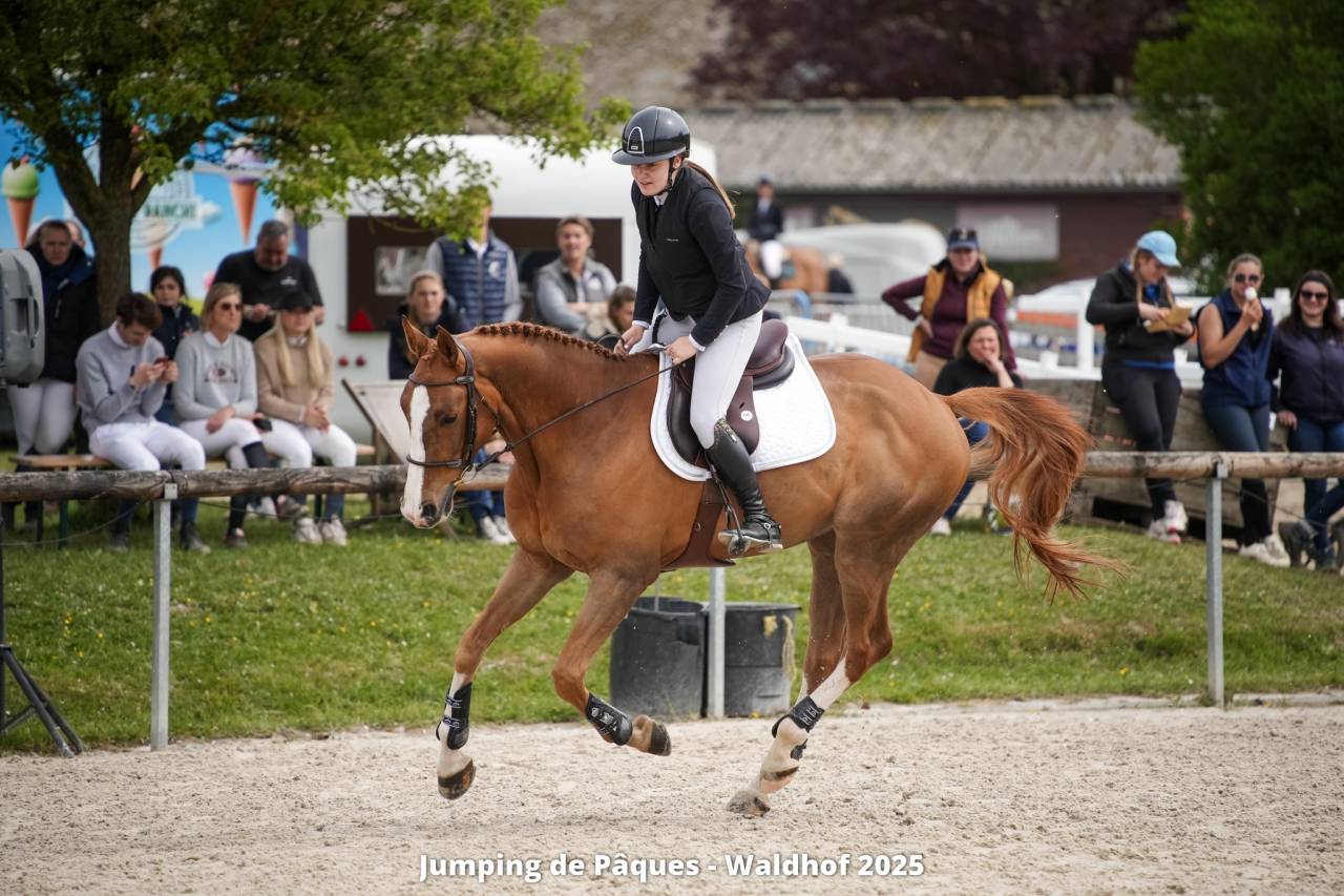 Gelding Selle Français For sale 2016 Chesnut