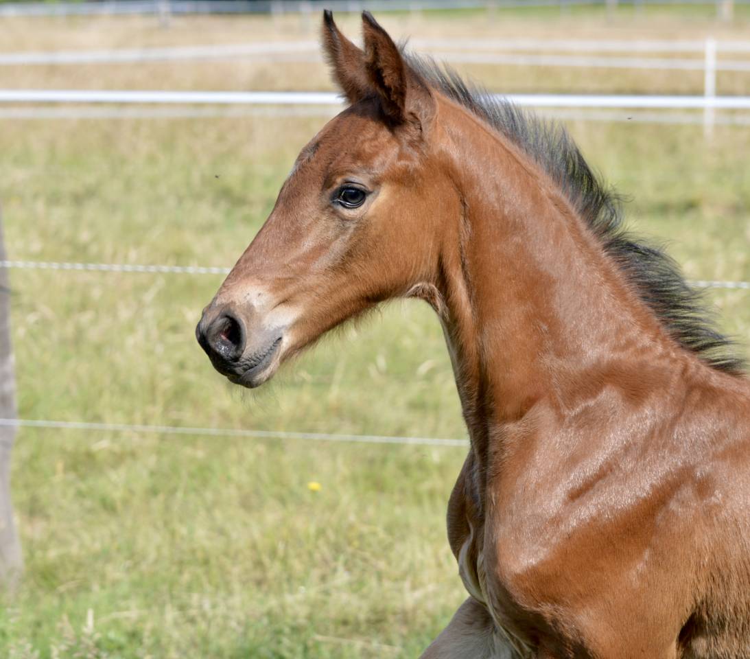 Colt Selle Français For sale 2025 Bay