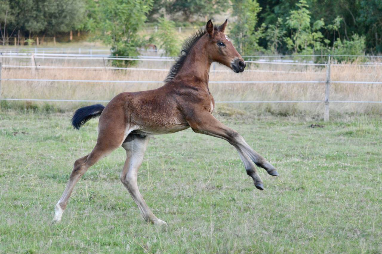 Colt Selle Français For sale 2025 Bay