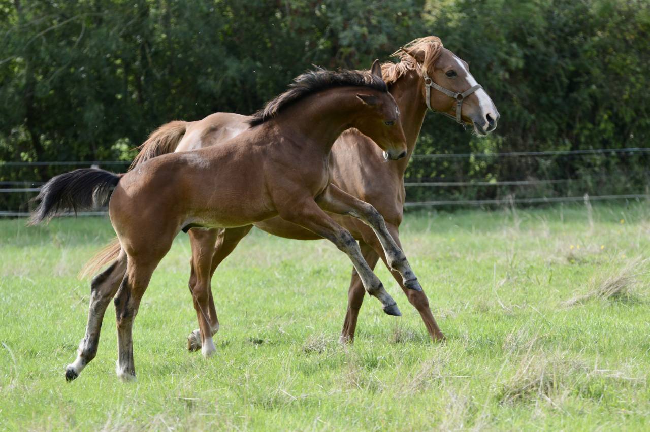 Colt Selle Français For sale 2025 Bay