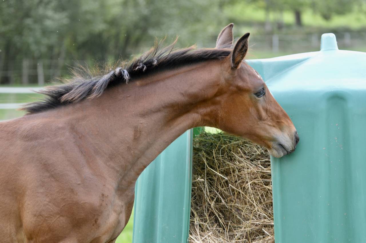 Colt Selle Français For sale 2025 Bay