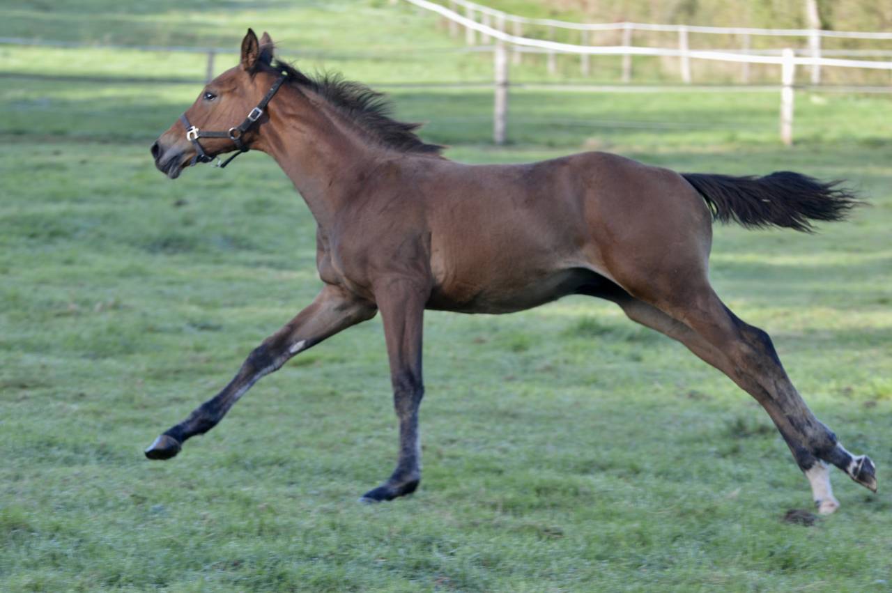 Colt Selle Français For sale 2025 Bay