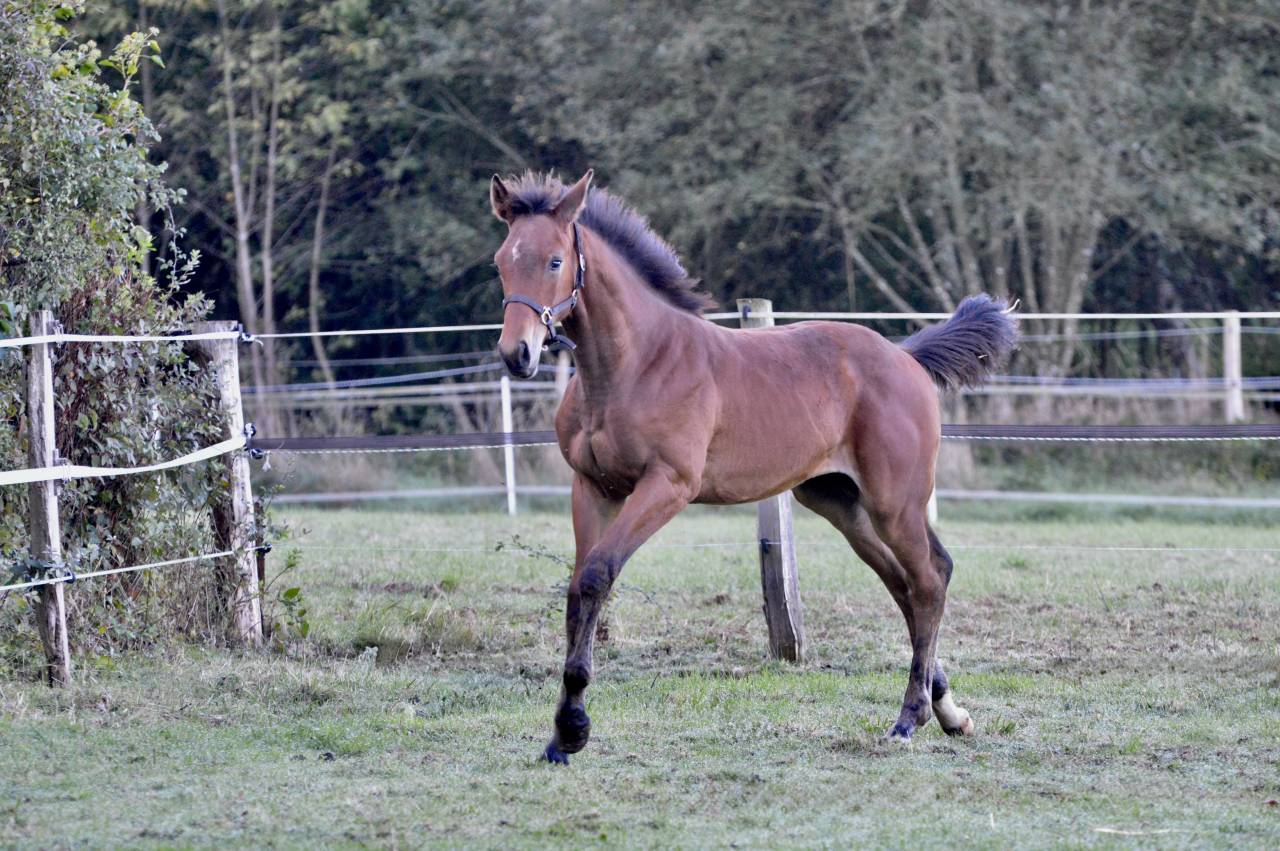 Colt Selle Français For sale 2025 Bay