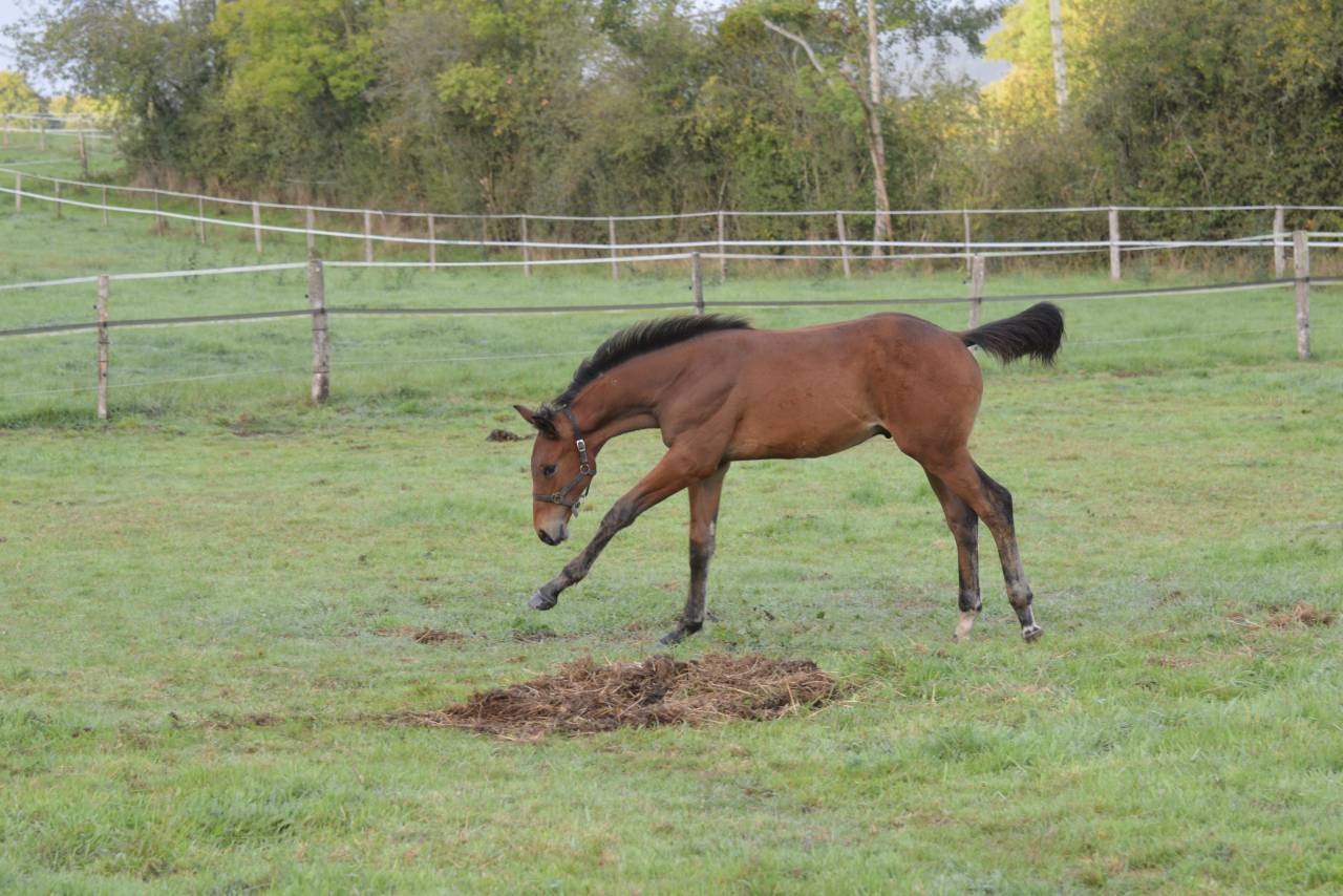 Colt Selle Français For sale 2025 Bay