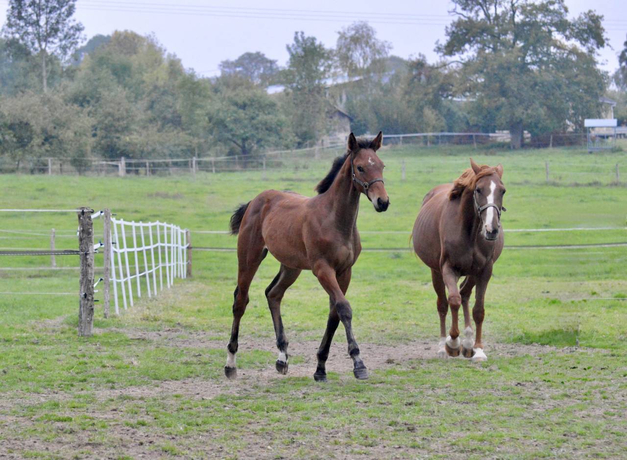 Colt Selle Français For sale 2025 Bay