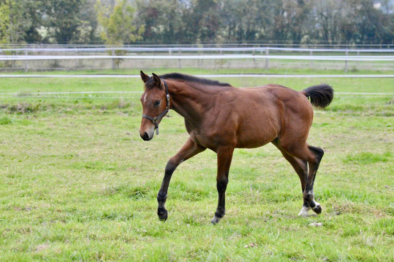 Colt Selle Français For sale 2025 Bay