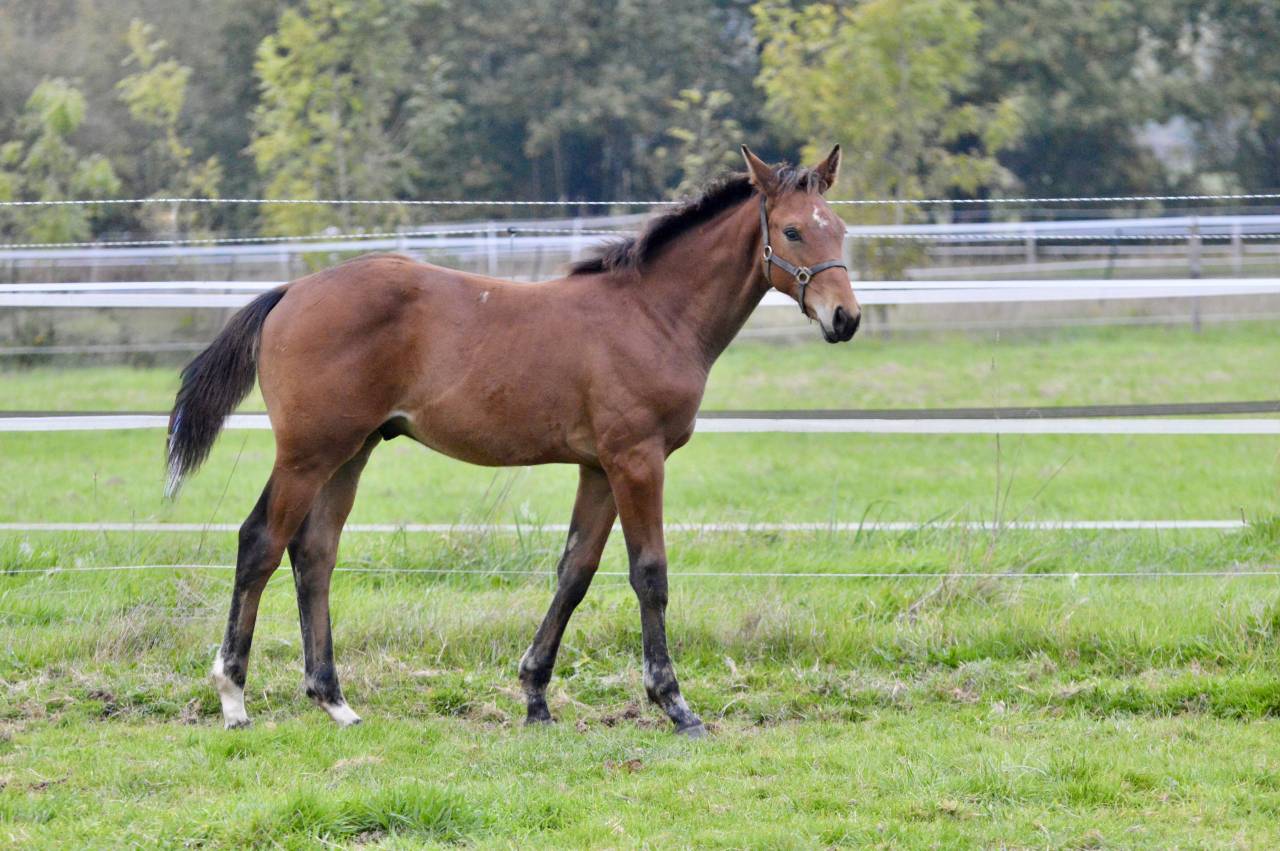 Colt Selle Français For sale 2025 Bay