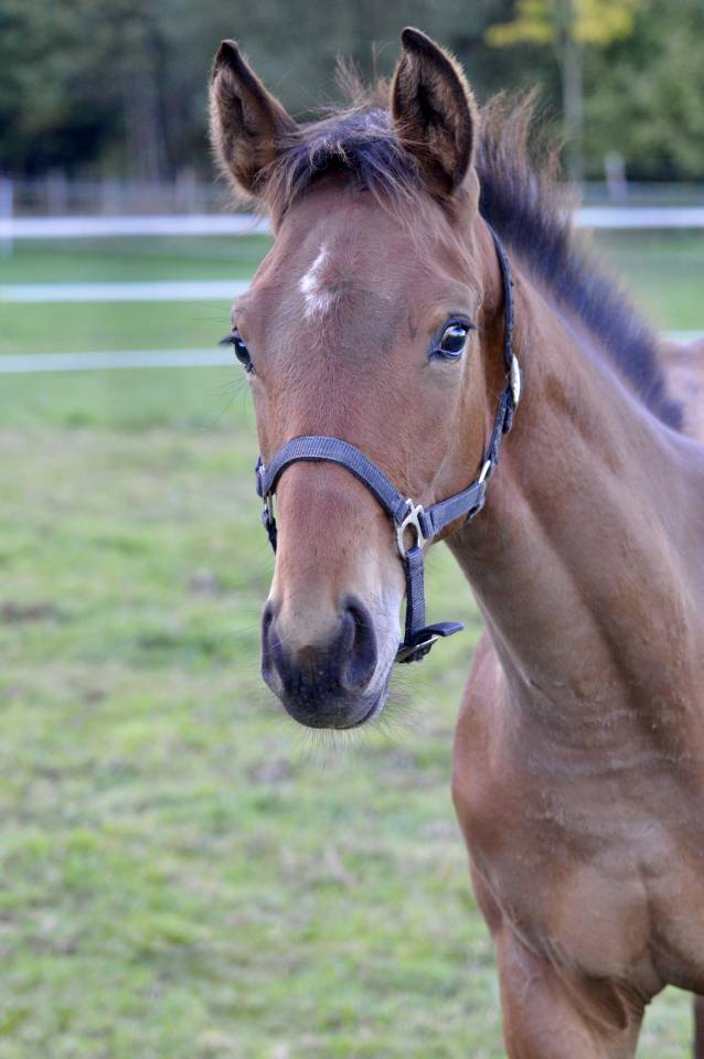 Colt Selle Français For sale 2025 Bay