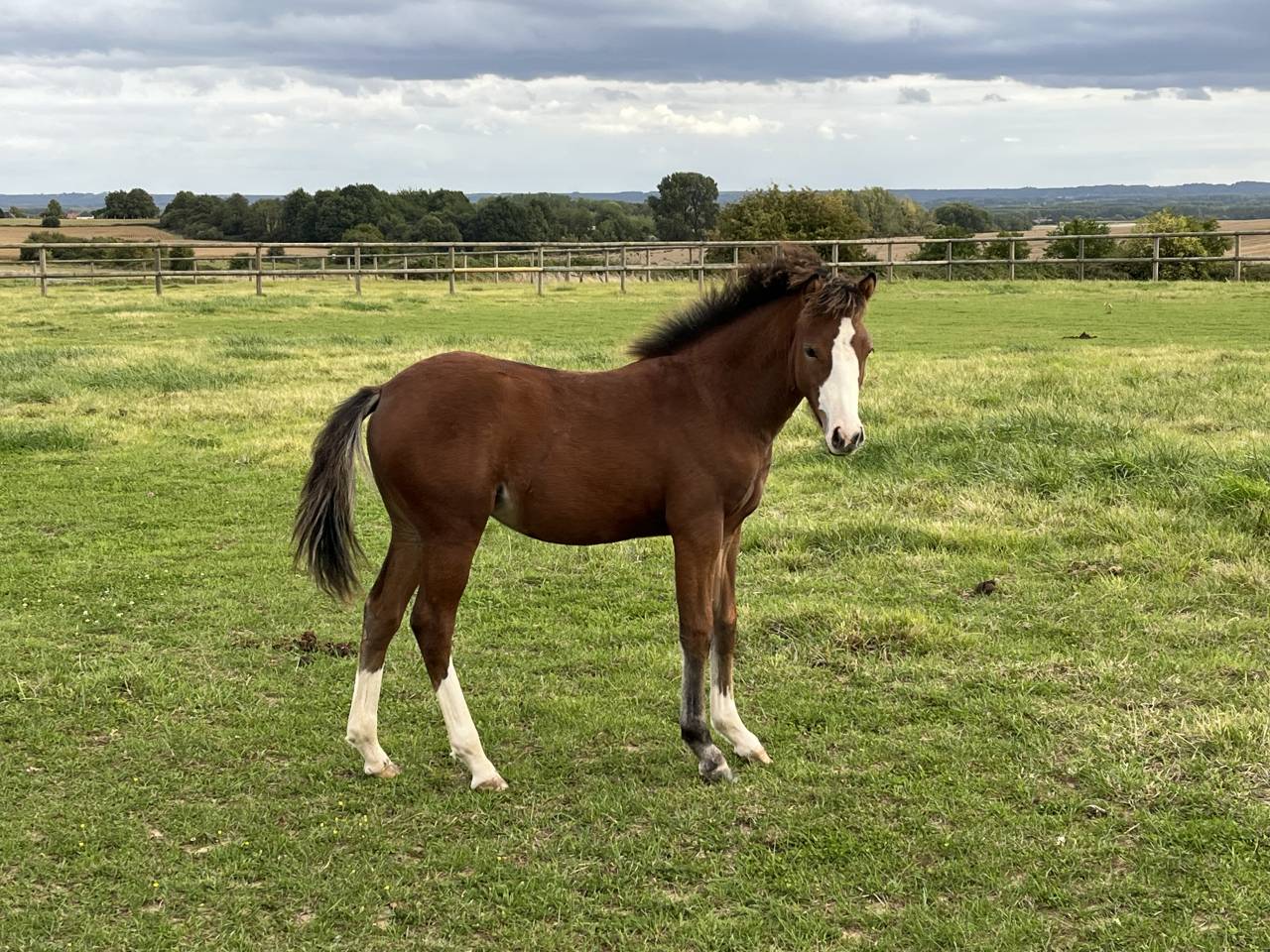 Filly French Saddle Pony For sale 2025 Bay
