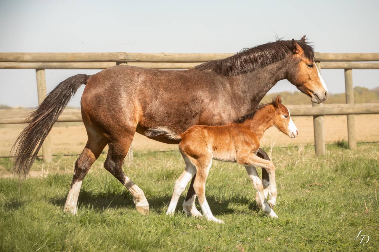 Filly French Saddle Pony For sale 2025 Bay