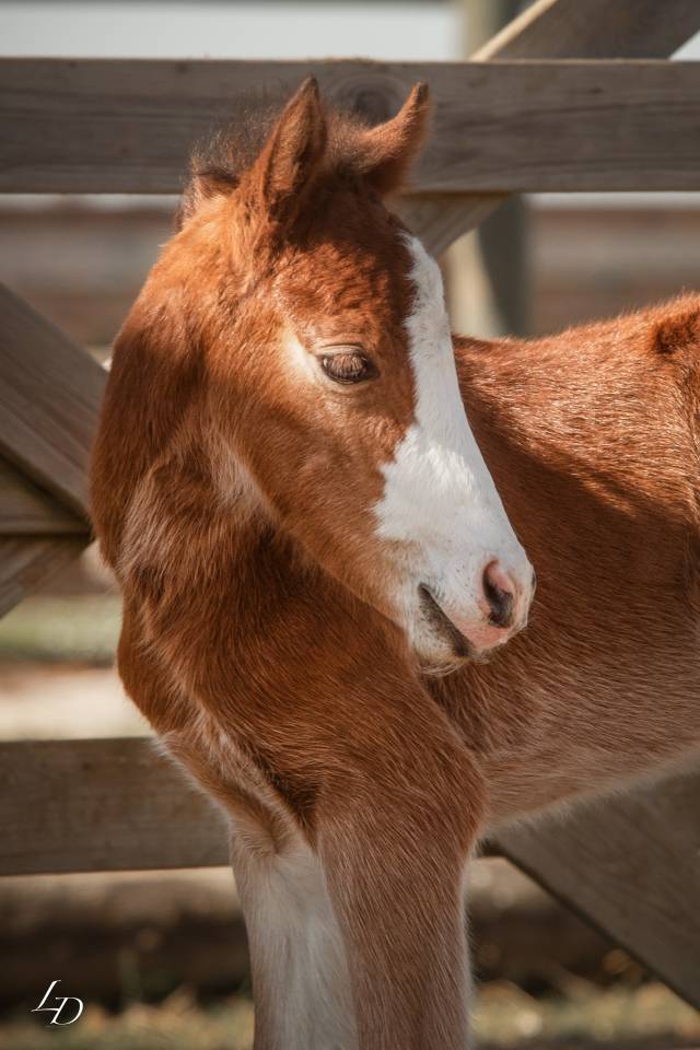 Filly French Saddle Pony For sale 2025 Bay