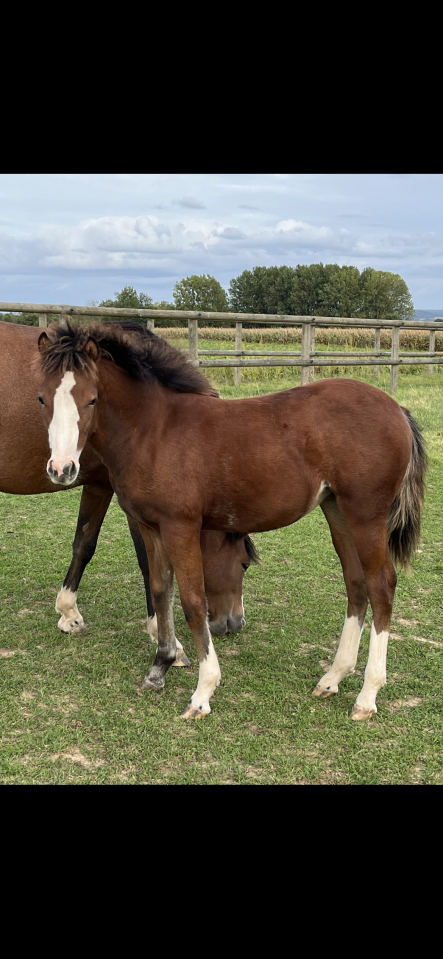 Filly French Saddle Pony For sale 2025 Bay