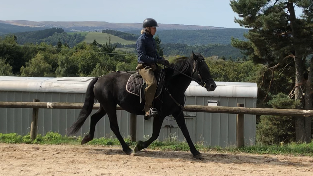 Mare Mérens For sale 2021 Black