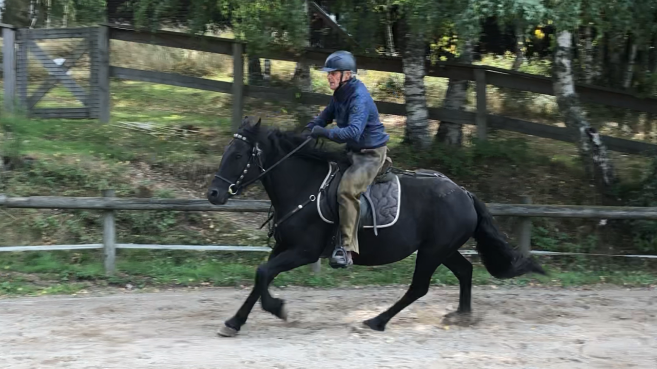 Mare Mérens For sale 2021 Black