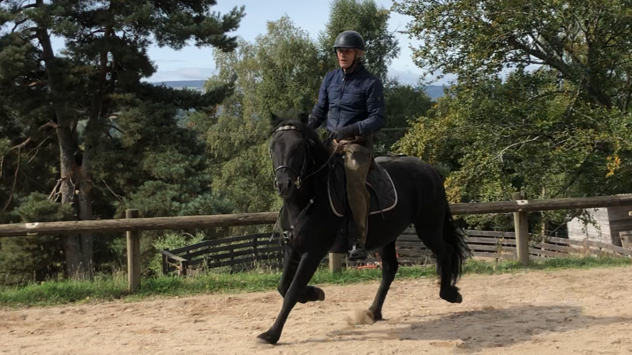 Mare Mérens For sale 2021 Black