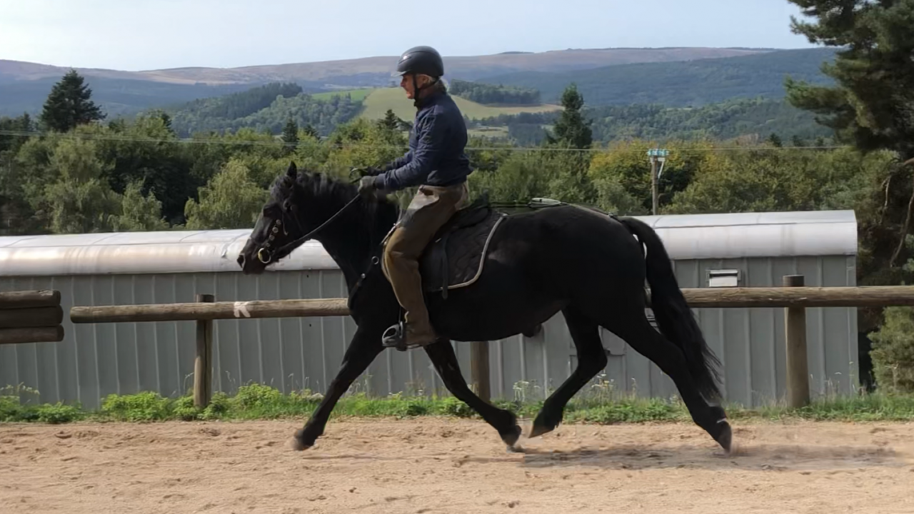 Mare Mérens For sale 2021 Black