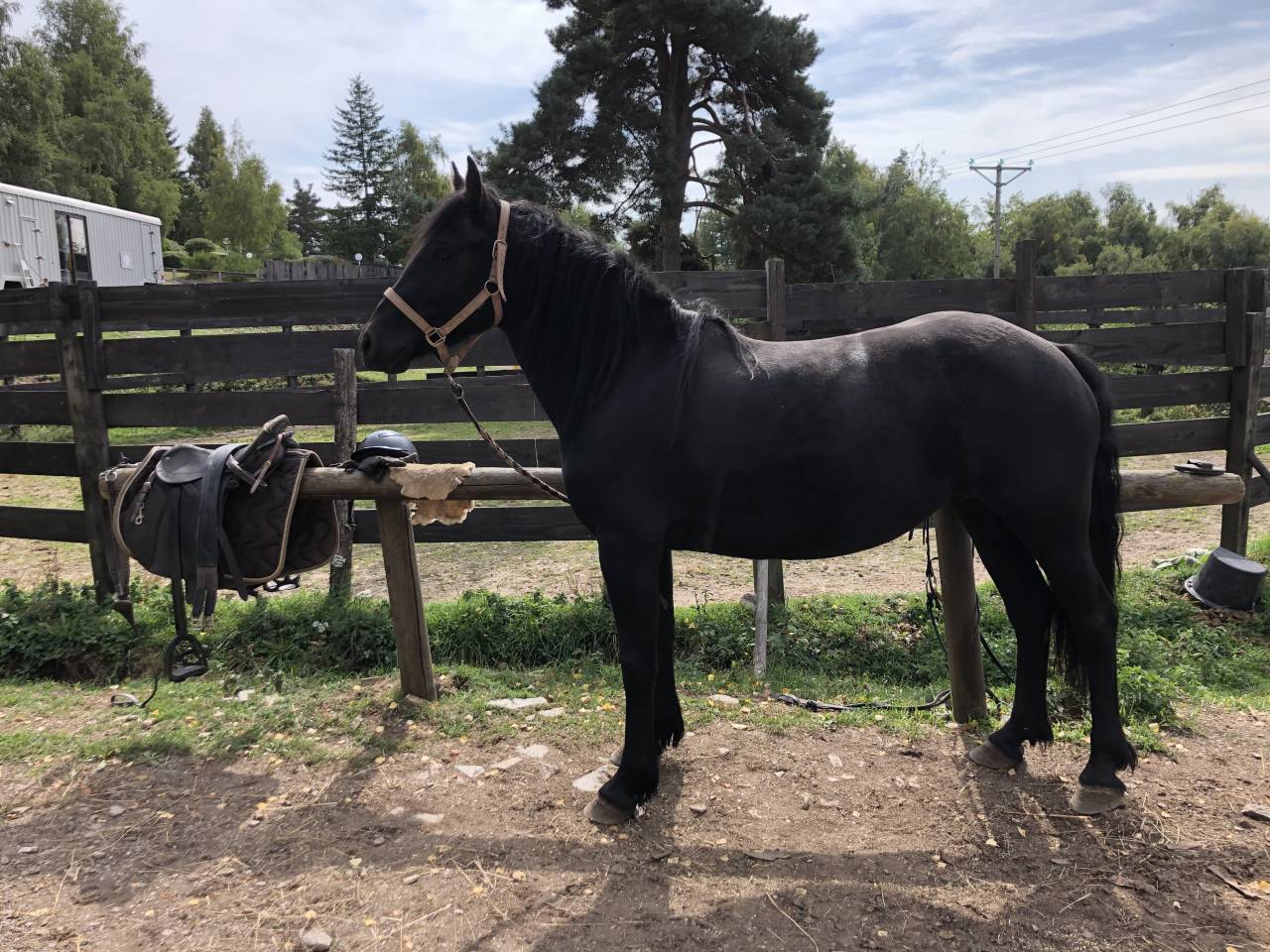 Mare Mérens For sale 2021 Black