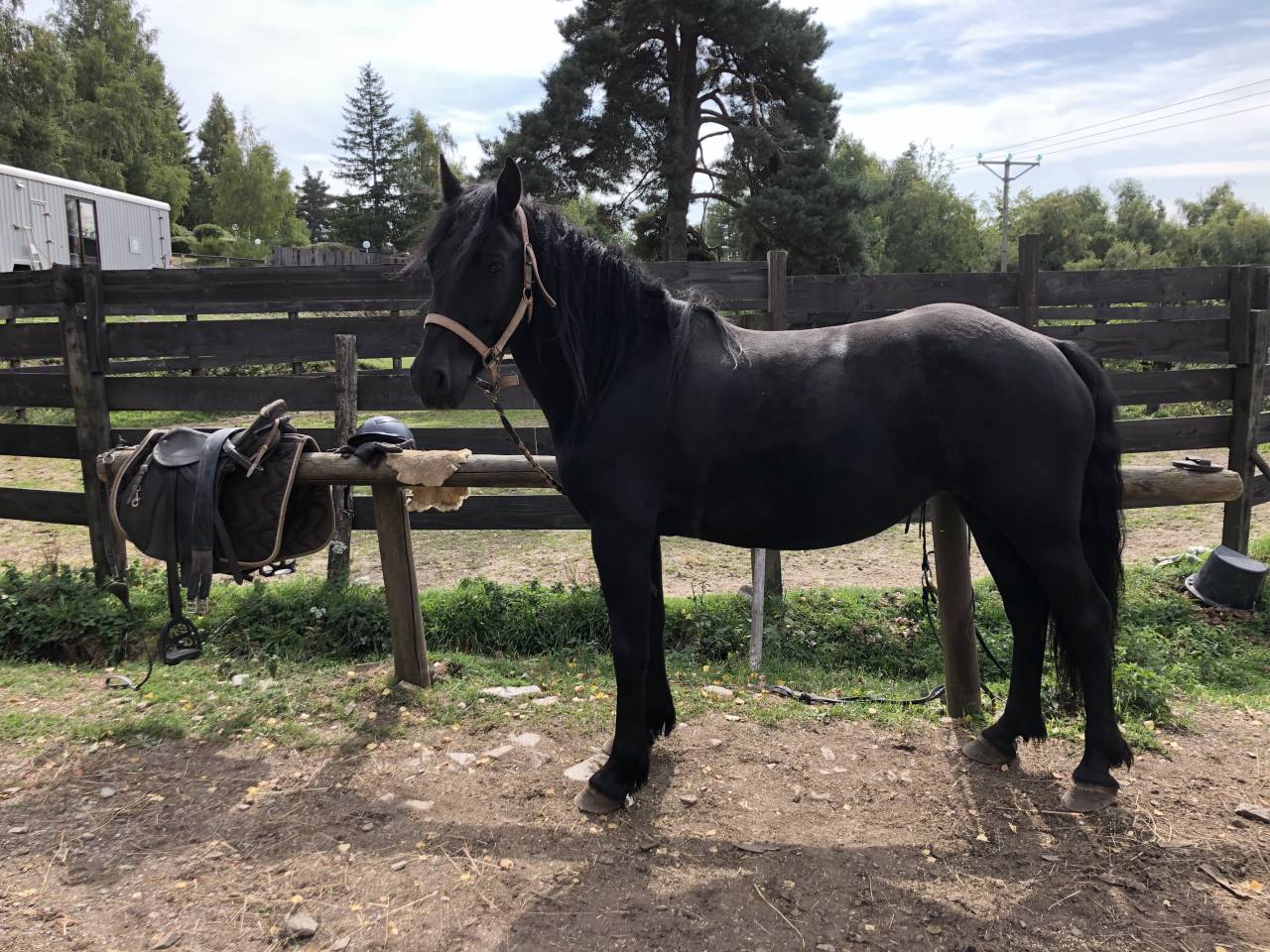 Mare Mérens For sale 2021 Black