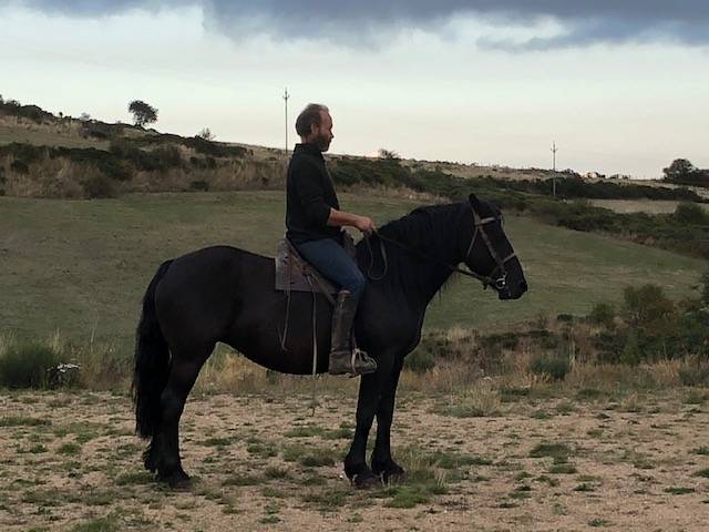 Mare Mérens For sale 2016 Black