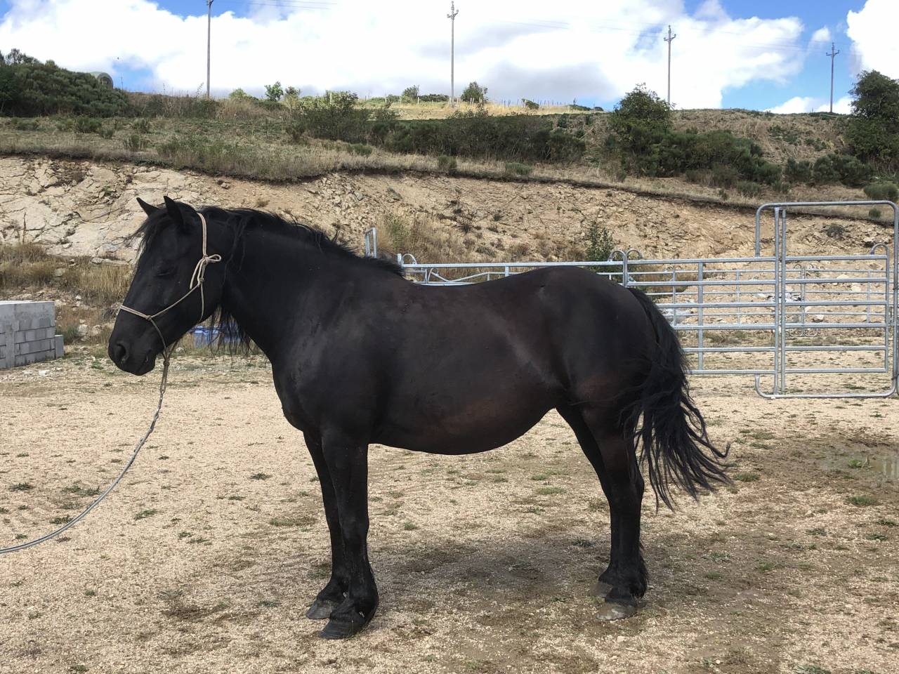 Mare Mérens For sale 2016 Black