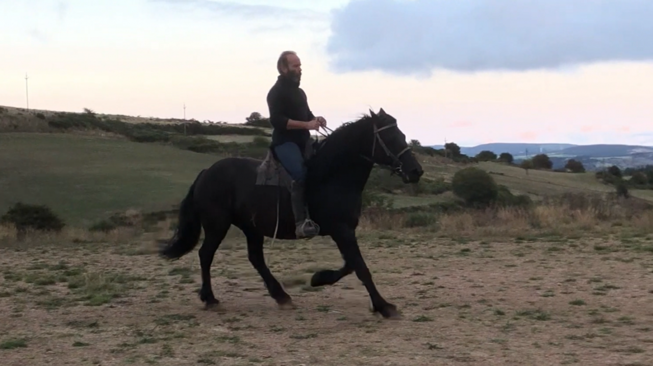 Mare Mérens For sale 2016 Black