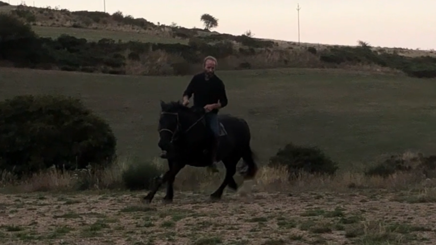 Mare Mérens For sale 2016 Black