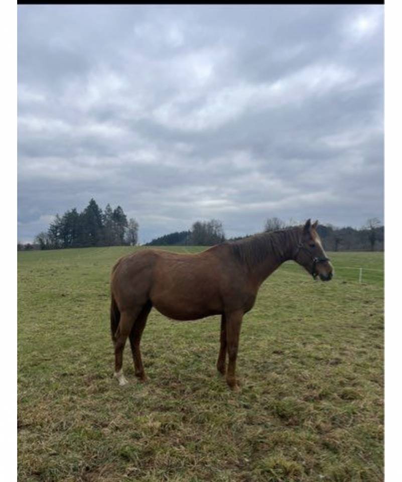 Mare Thoroughbred For sale 2018 Chesnut