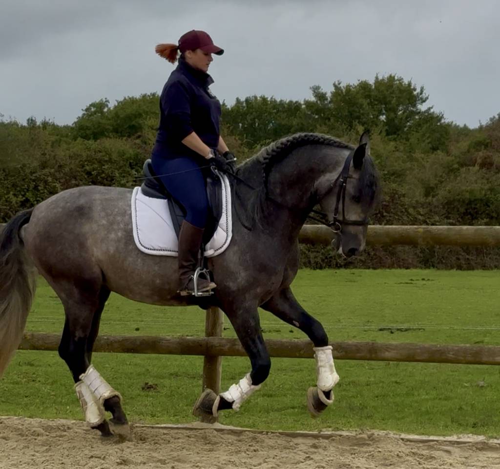 Entire PRE Pure Spanish Bred For sale 2020 Grey