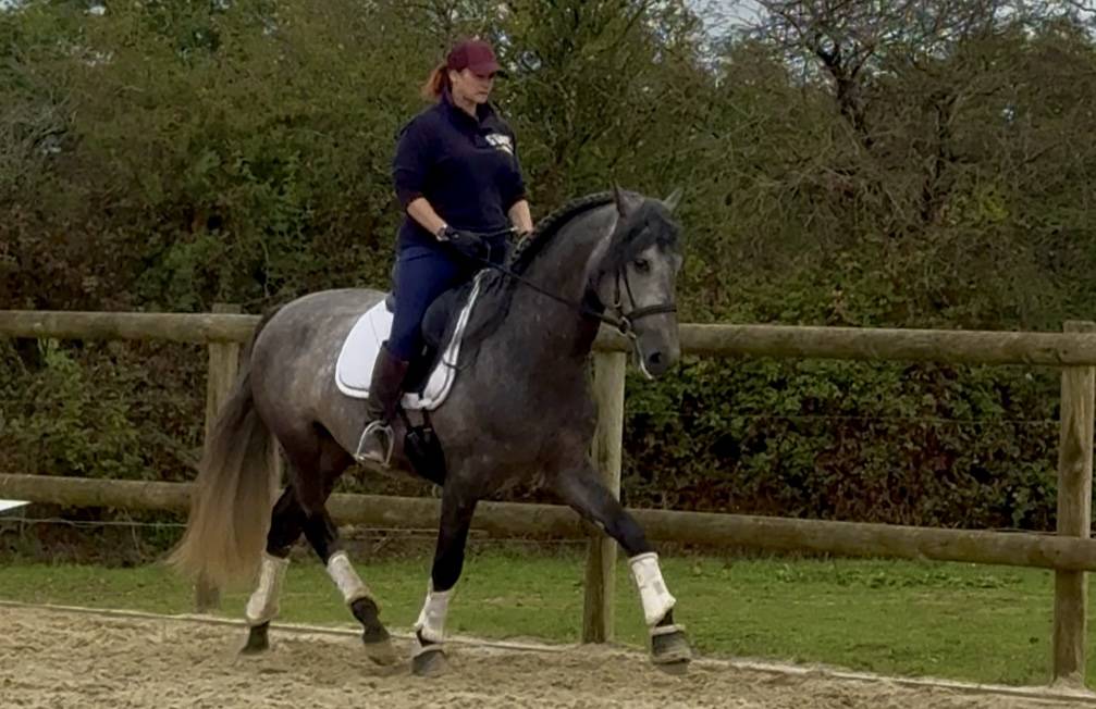 Entire PRE Pure Spanish Bred For sale 2020 Grey