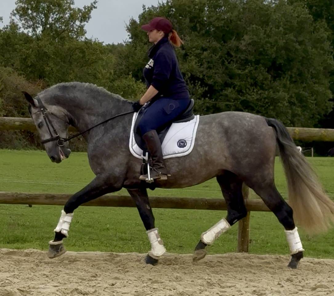 Entire PRE Pure Spanish Bred For sale 2020 Grey