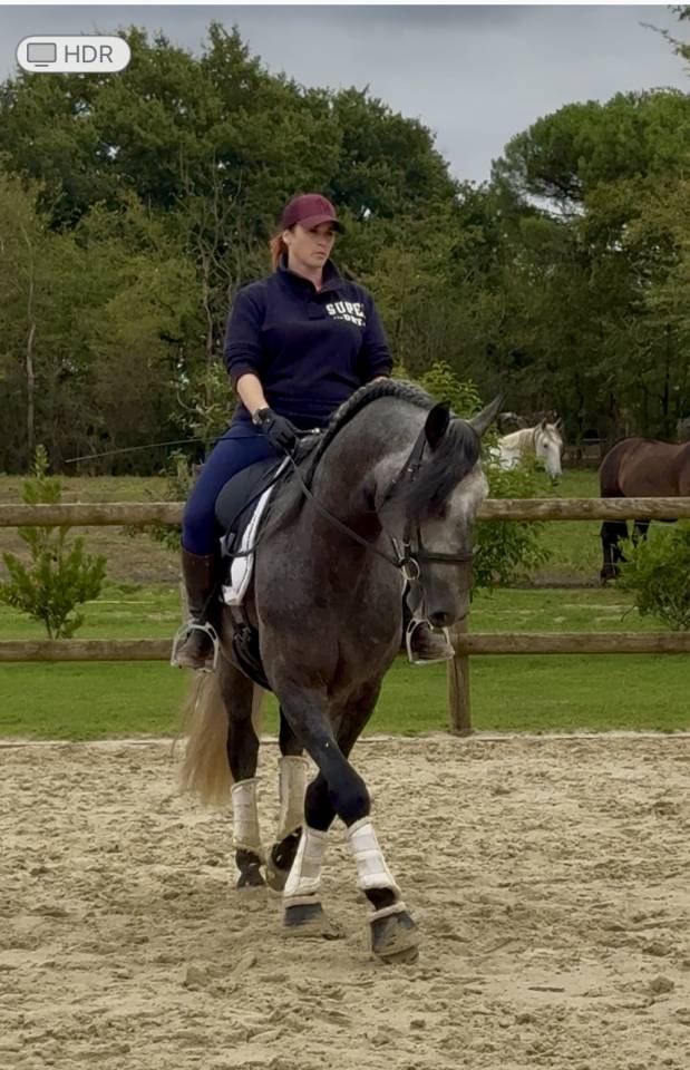 Entire PRE Pure Spanish Bred For sale 2020 Grey