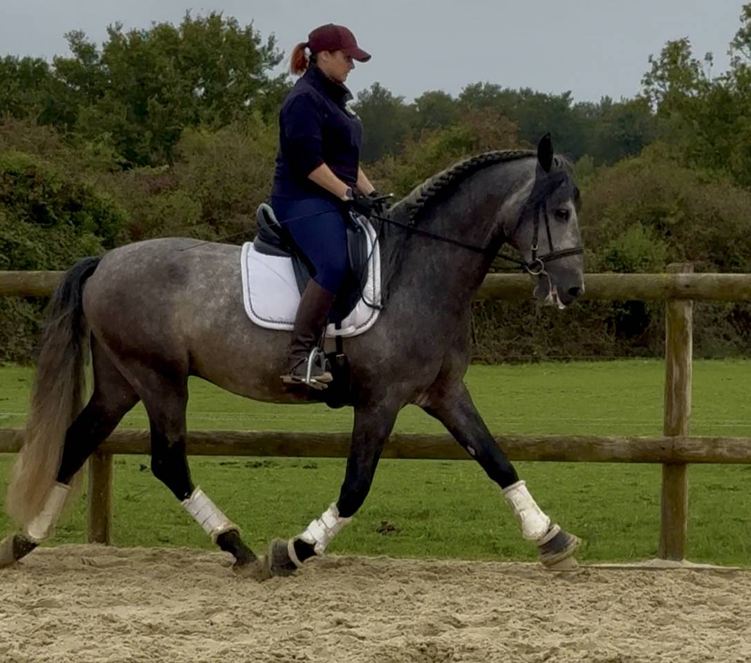 Entire PRE Pure Spanish Bred For sale 2020 Grey