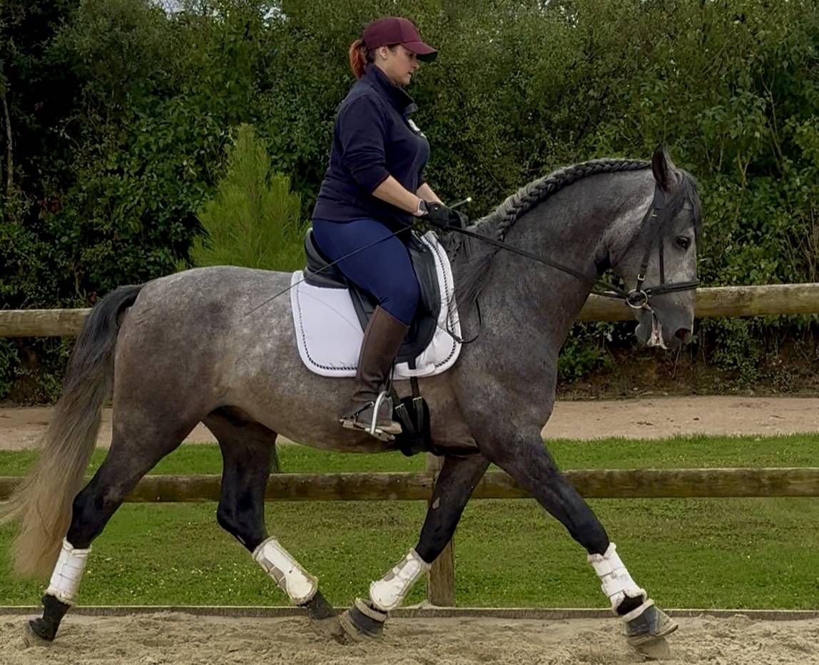 Entire PRE Pure Spanish Bred For sale 2020 Grey