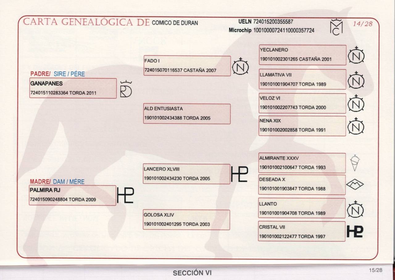 Entire PRE Pure Spanish Bred For sale 2020 Grey