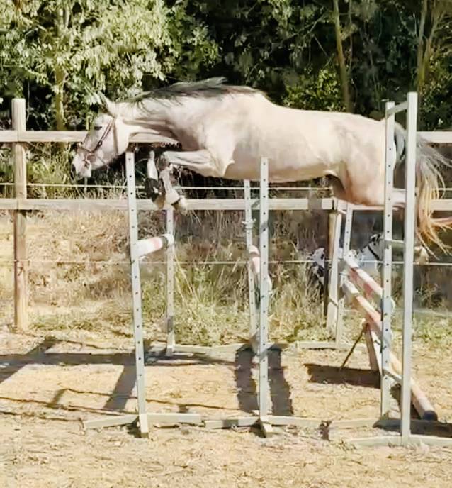 Mare French Saddle Pony For sale 2021 Grey