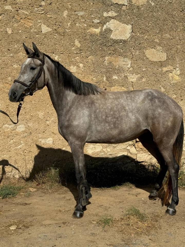 Mare French Saddle Pony For sale 2021 Grey